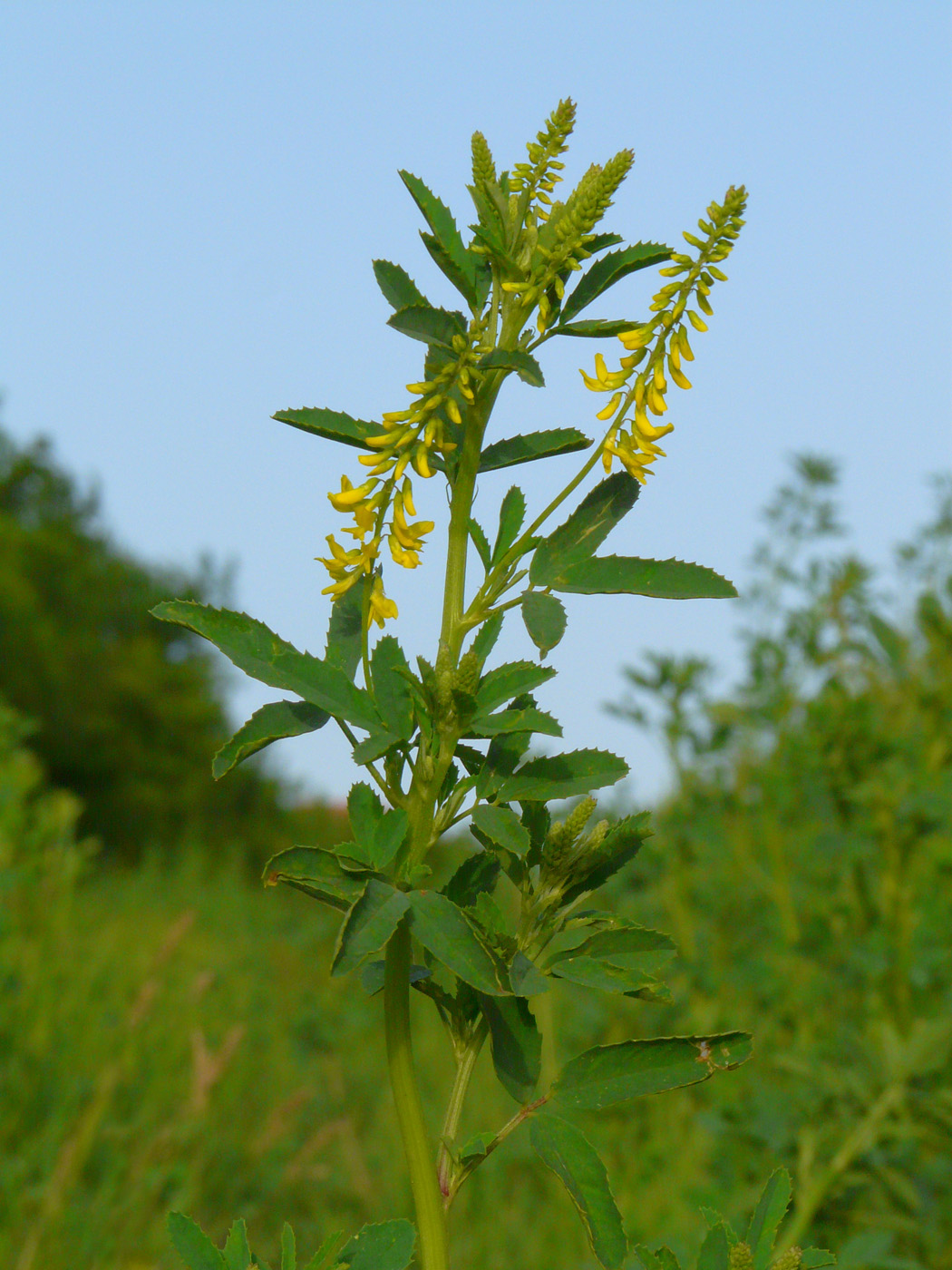 Изображение особи Melilotus officinalis.