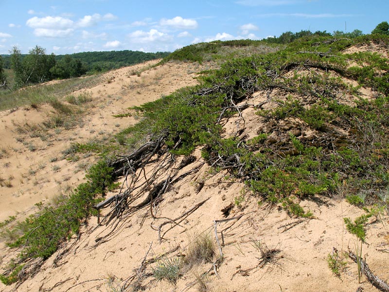 Изображение особи Juniperus sabina.