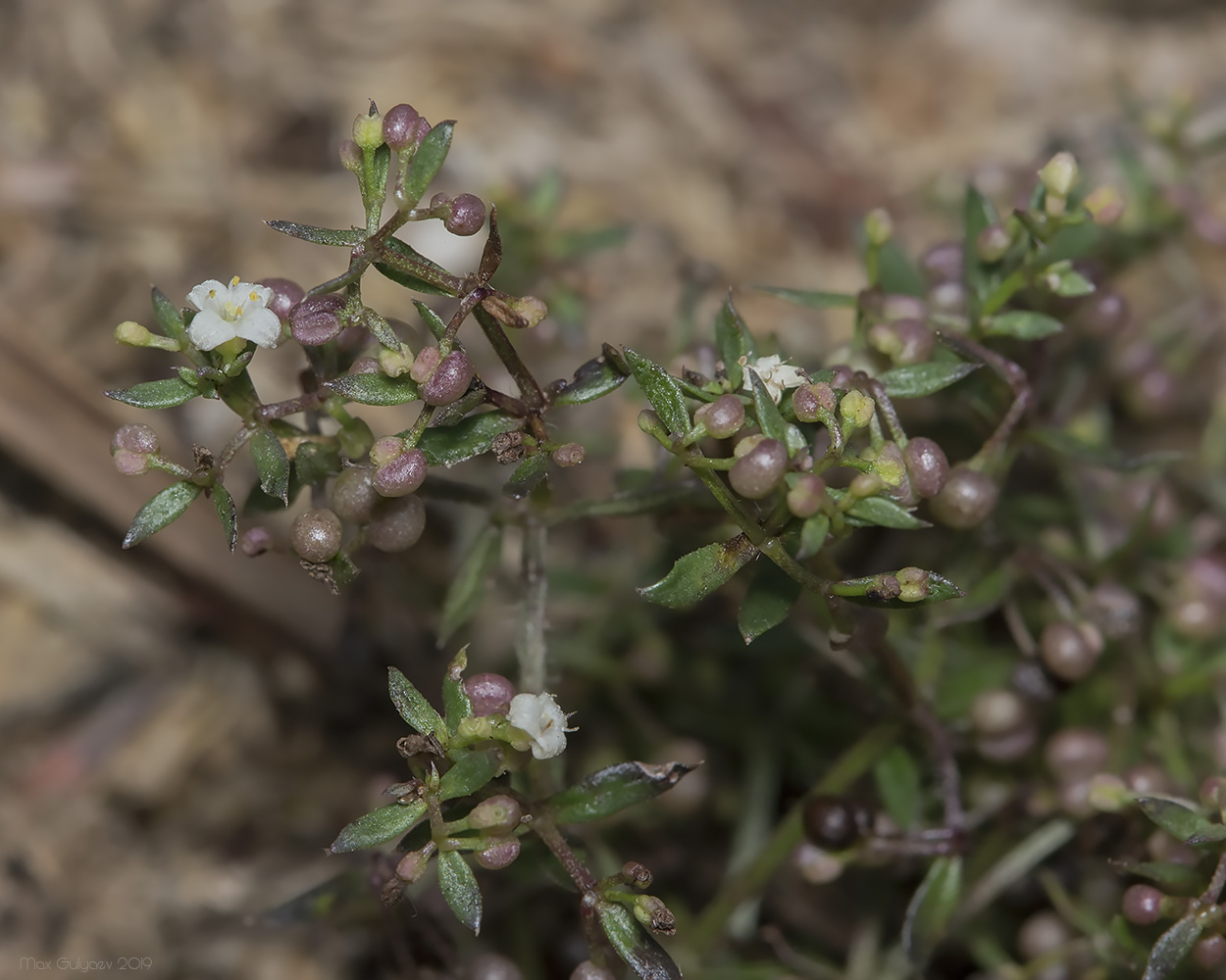 Изображение особи Galium humifusum.