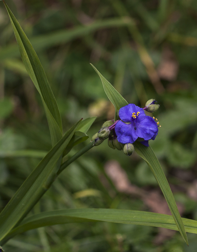 Изображение особи Tradescantia virginiana.