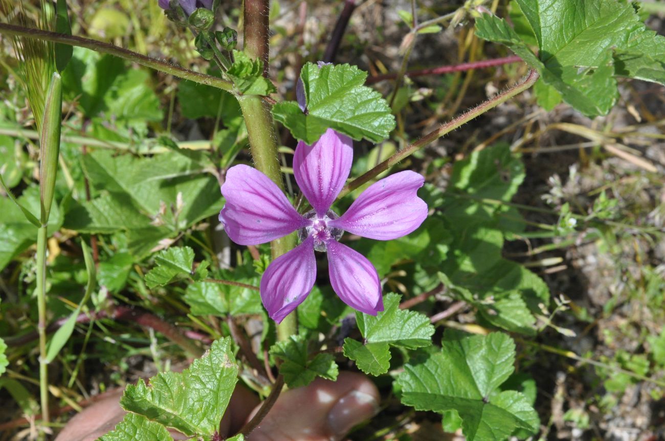 Image of Malva mauritiana specimen.