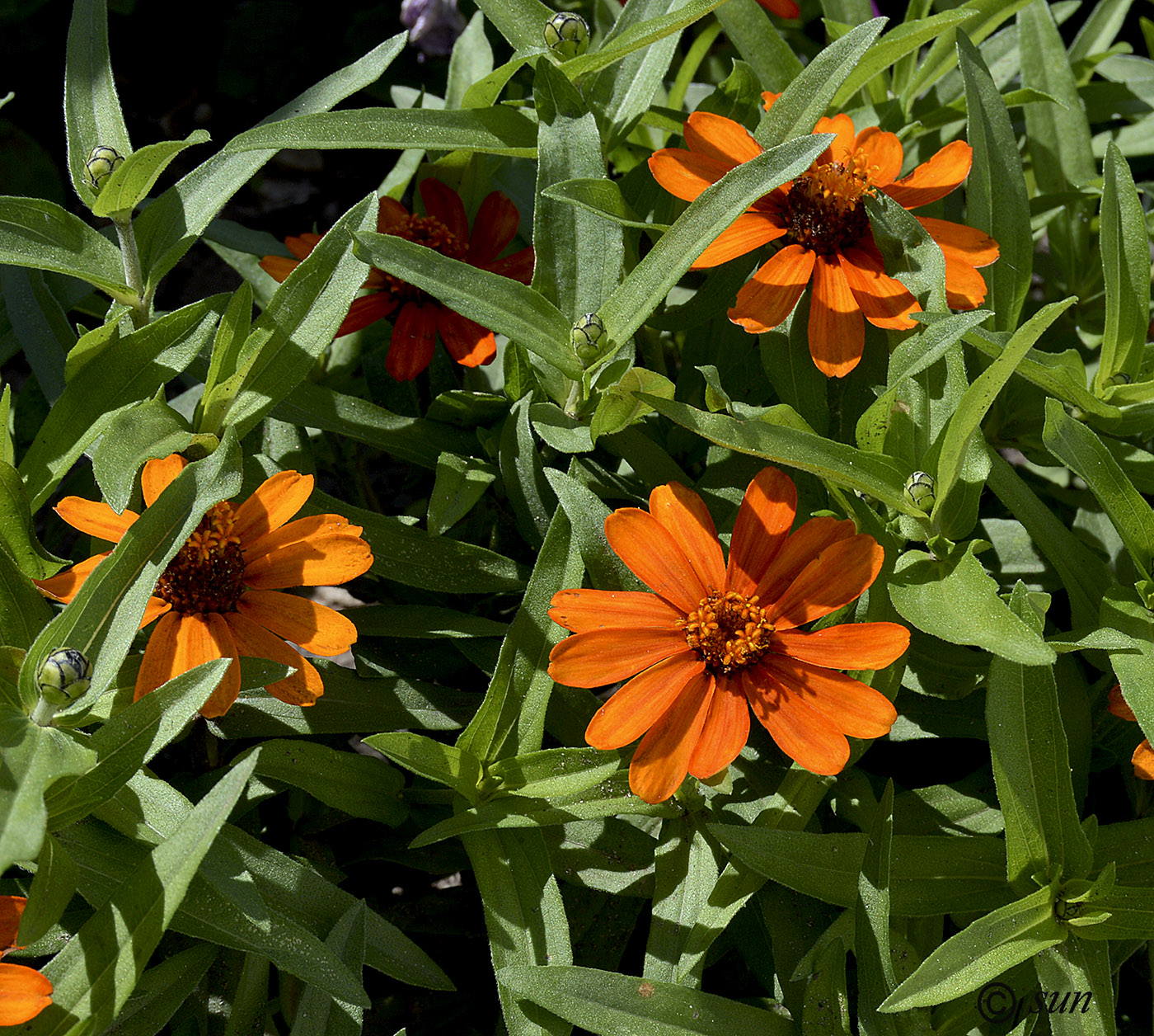 Изображение особи Zinnia angustifolia.