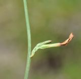 Astartoseris triquetra. Часть побега с соплодием. Республика Кипр, окр. с. Гермасойя (Γερμασόγεια), 240 м н.у.м., скалистый берег горного ручья. 03.11.2019.