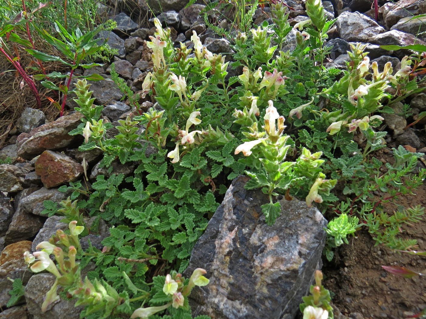 Image of Scutellaria cordifrons specimen.