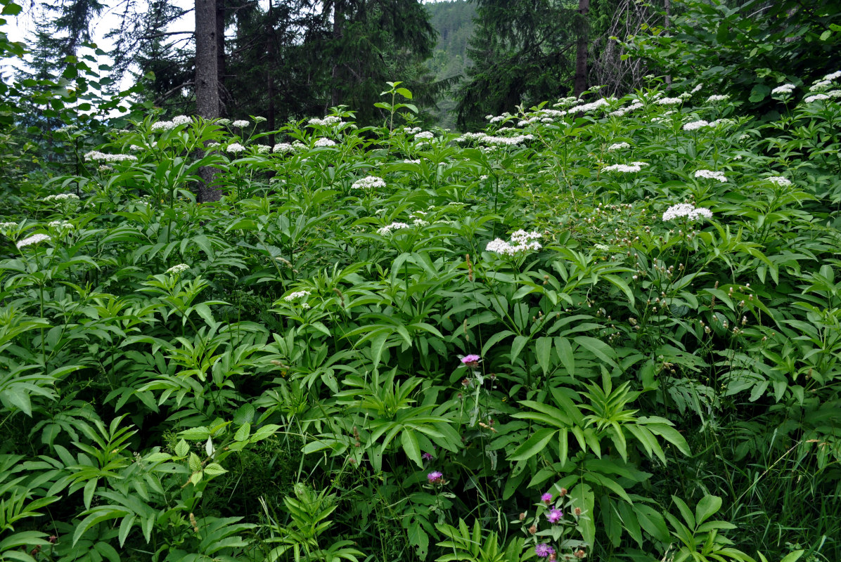 Изображение особи Sambucus ebulus.