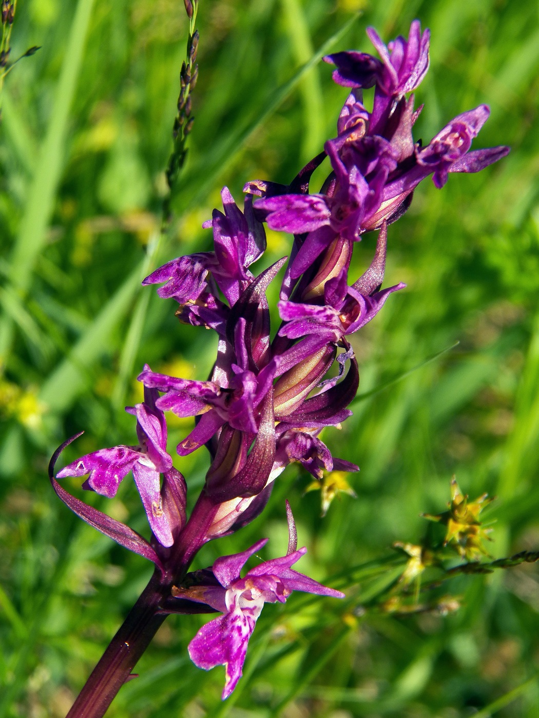 Изображение особи род Dactylorhiza.