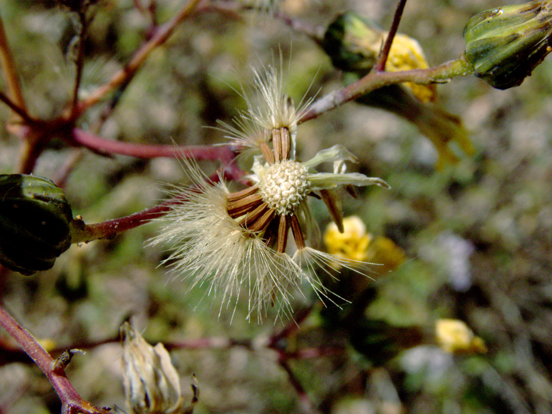 Изображение особи Hieracium virosum.