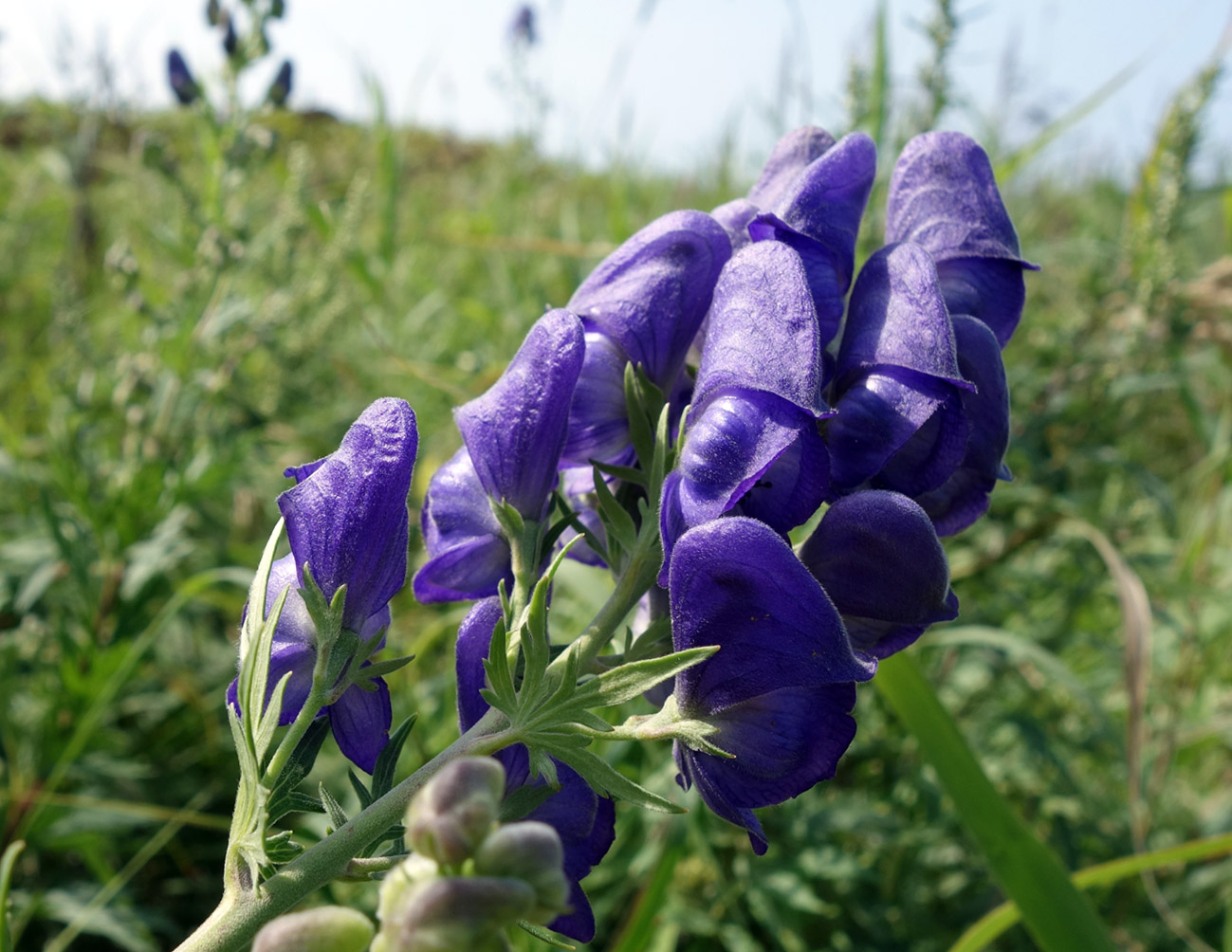 Image of Aconitum sachalinense specimen.