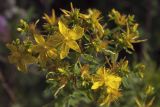 Hypericum perforatum
