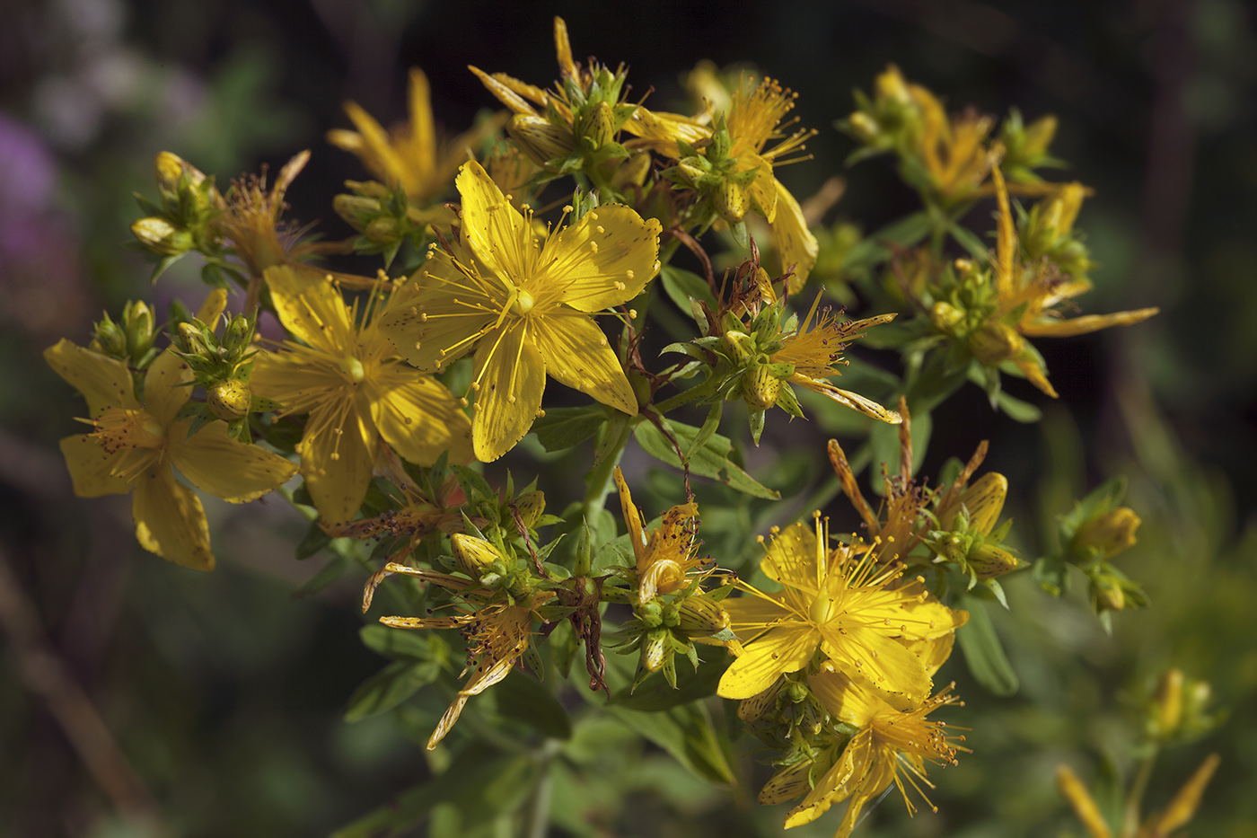 Изображение особи Hypericum perforatum.