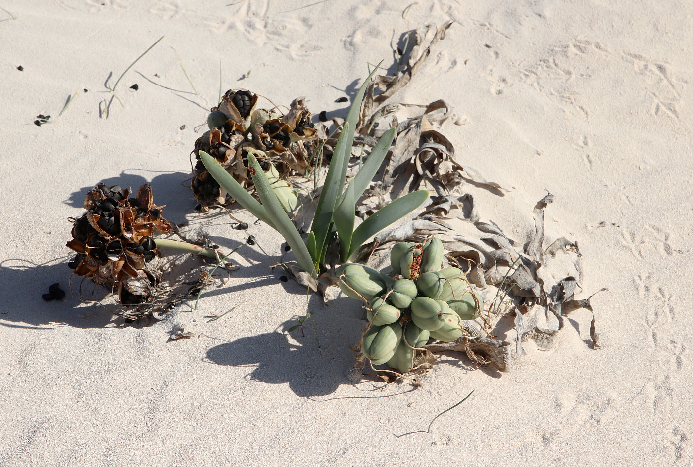 Image of Pancratium arabicum specimen.