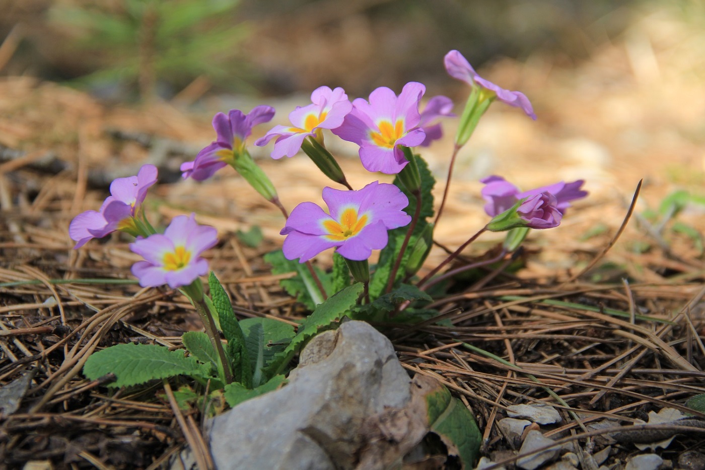 Изображение особи Primula vulgaris.