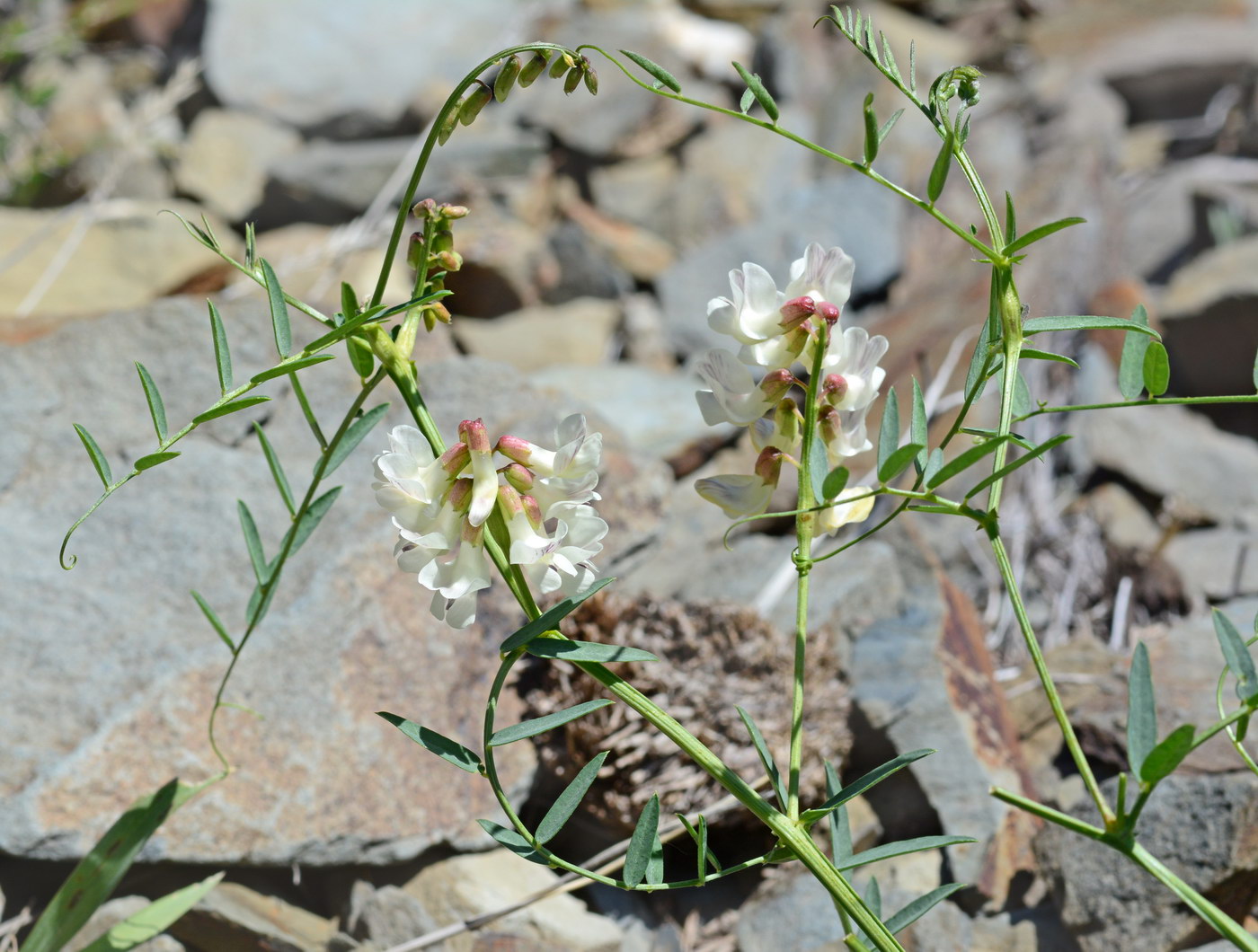 Image of Vicia costata specimen.