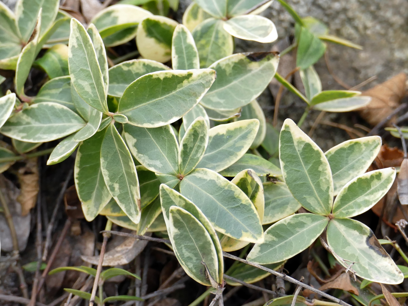 Image of Vinca minor f. argenteo-variegata specimen.