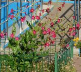 Nicotiana alata