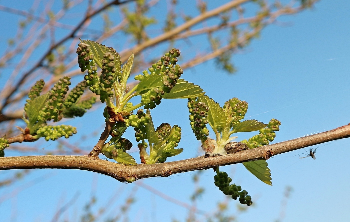 Изображение особи Morus alba.