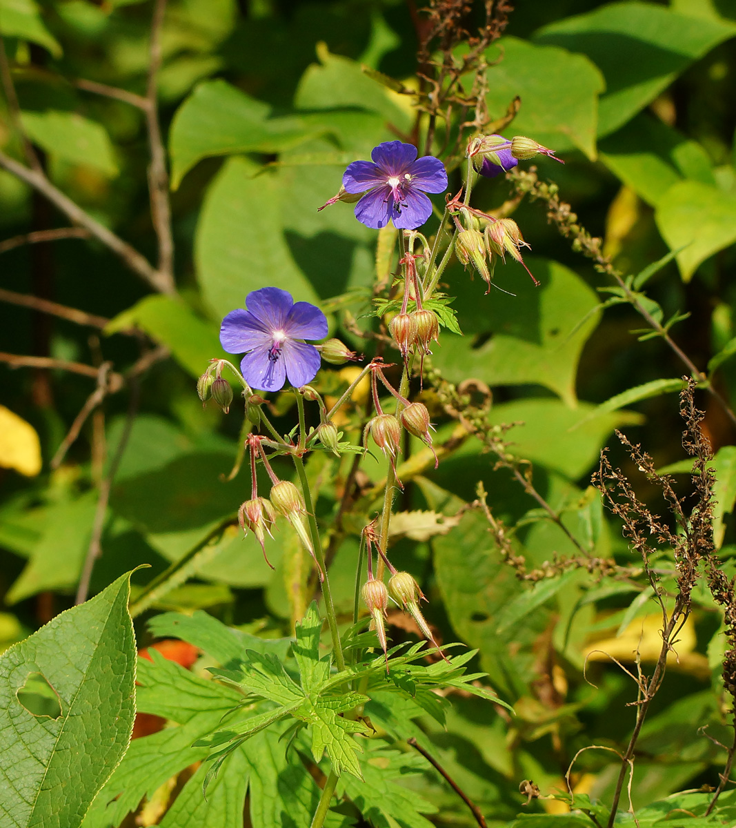 Изображение особи Geranium pratense.