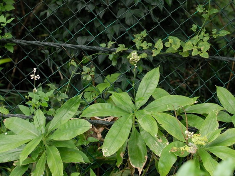 Image of Murdannia japonica specimen.