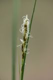 Carex praecox