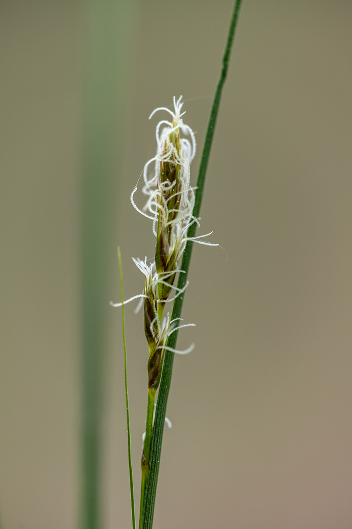 Image of Carex praecox specimen.