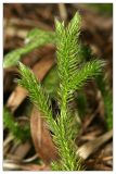 Lycopodium clavatum