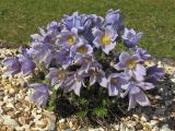 Pulsatilla grandis. Цветущее растение ('Budapest'). Великобритания, Шотландия, Эдинбург, Royal Botanic Garden Edinburgh, в культуре. 4 апреля 2008 г.
