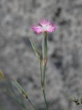 Dianthus tetralepis