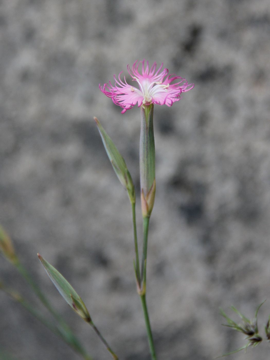 Изображение особи Dianthus tetralepis.