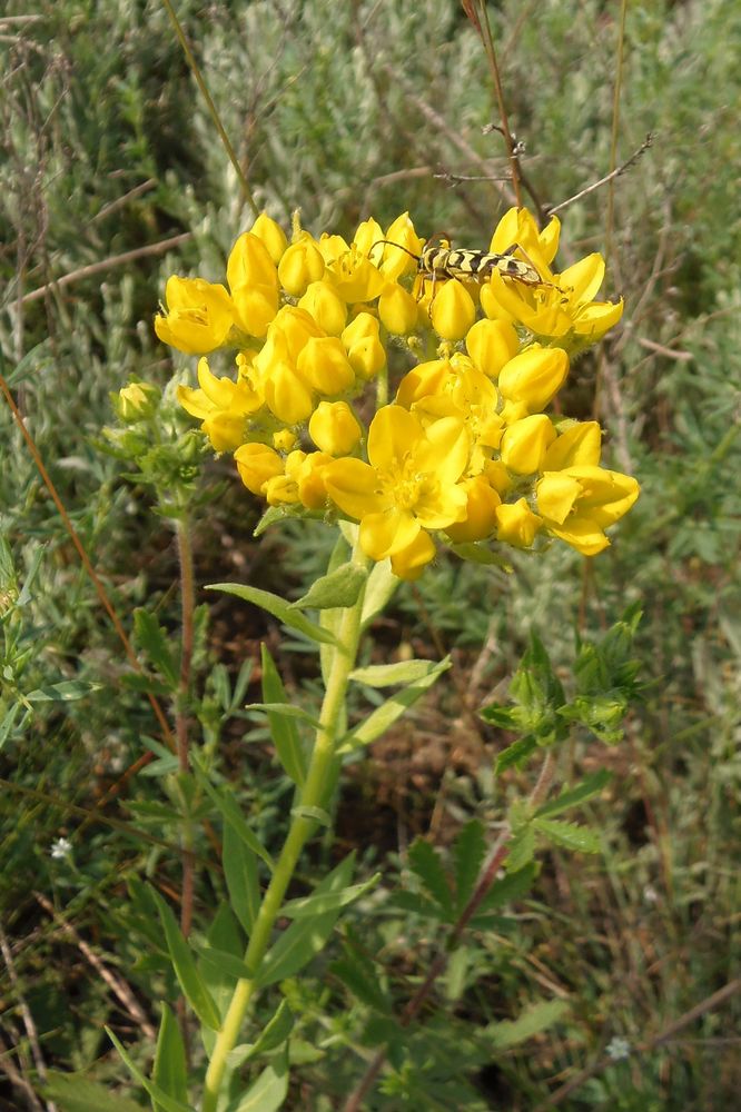 Image of Haplophyllum suaveolens specimen.