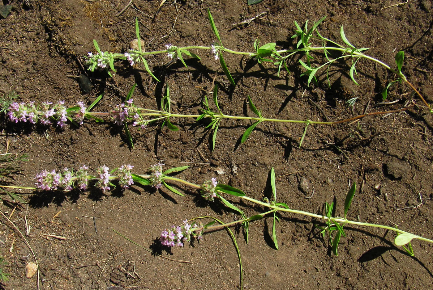 Изображение особи Thymus marschallianus.