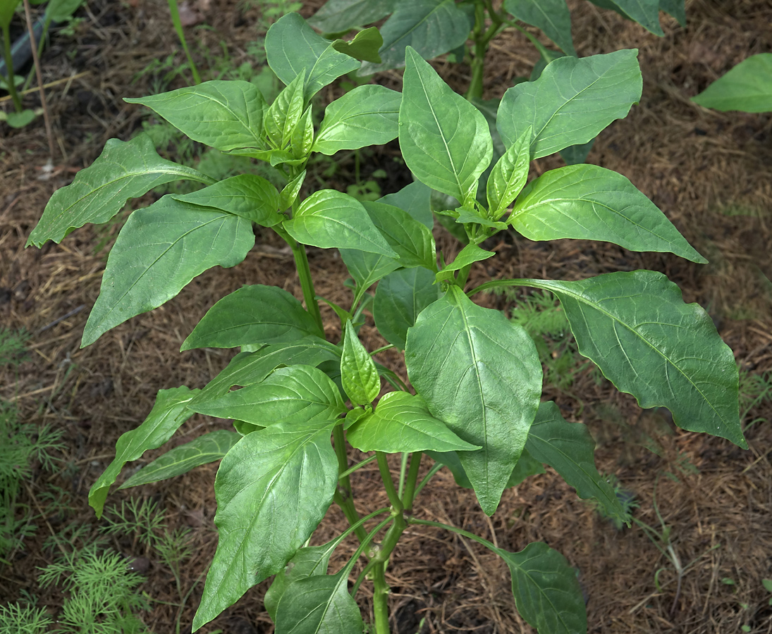 Изображение особи Capsicum annuum.