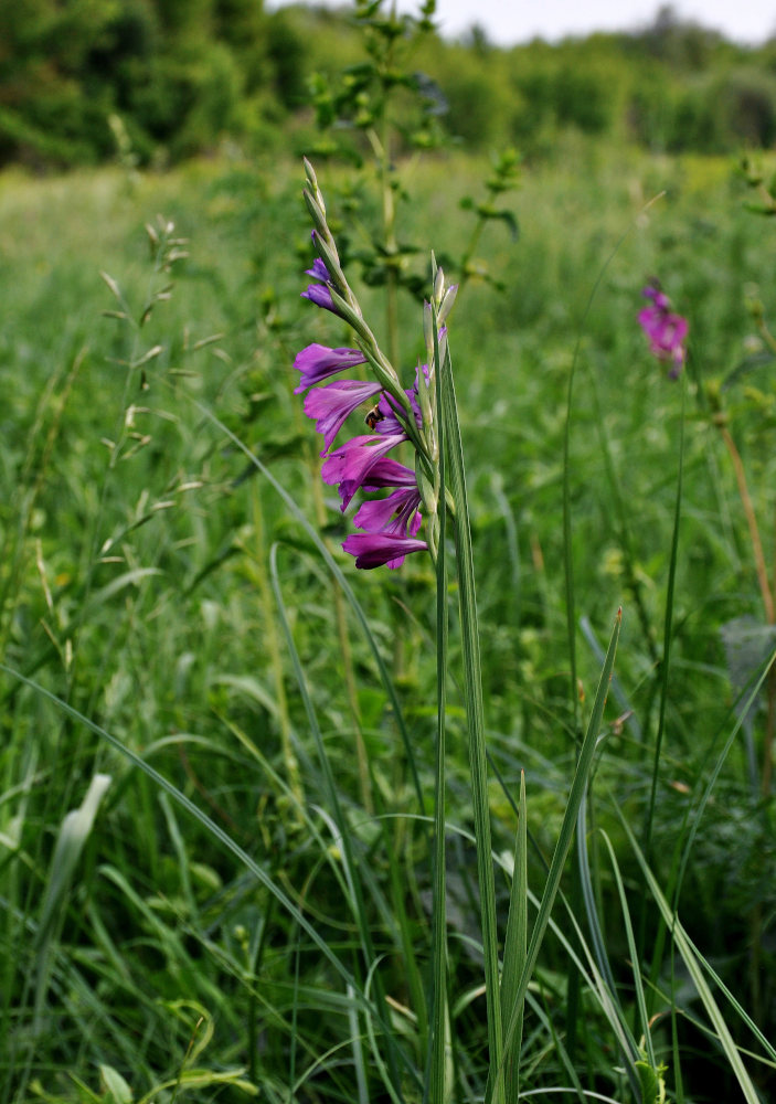 Изображение особи Gladiolus imbricatus.