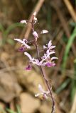 Eulophia cristata