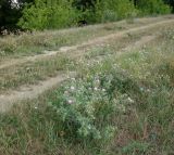 Centaurea iberica. Цветущие и плодоносящие растения. Республика Адыгея, Красногвардейский р-н, аул Хатукай, противопаводковая дамба. 27.07.2020.