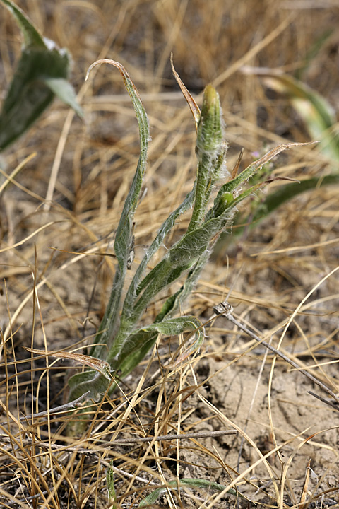 Изображение особи Scorzonera circumflexa.