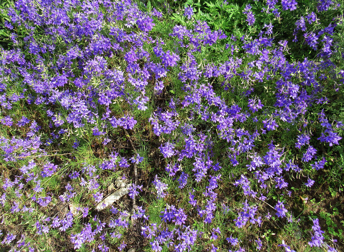 Изображение особи Delphinium consolida.