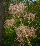 Valeriana officinalis