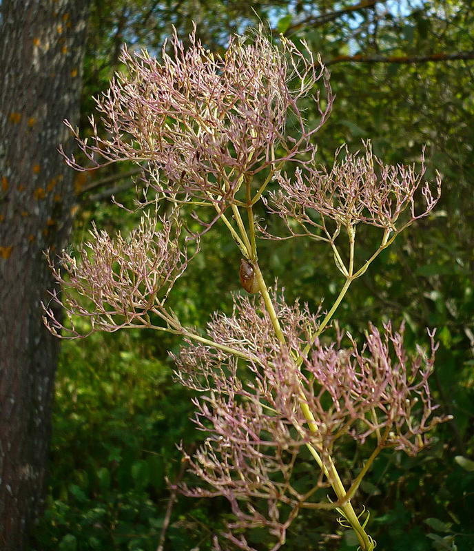 Изображение особи Valeriana officinalis.