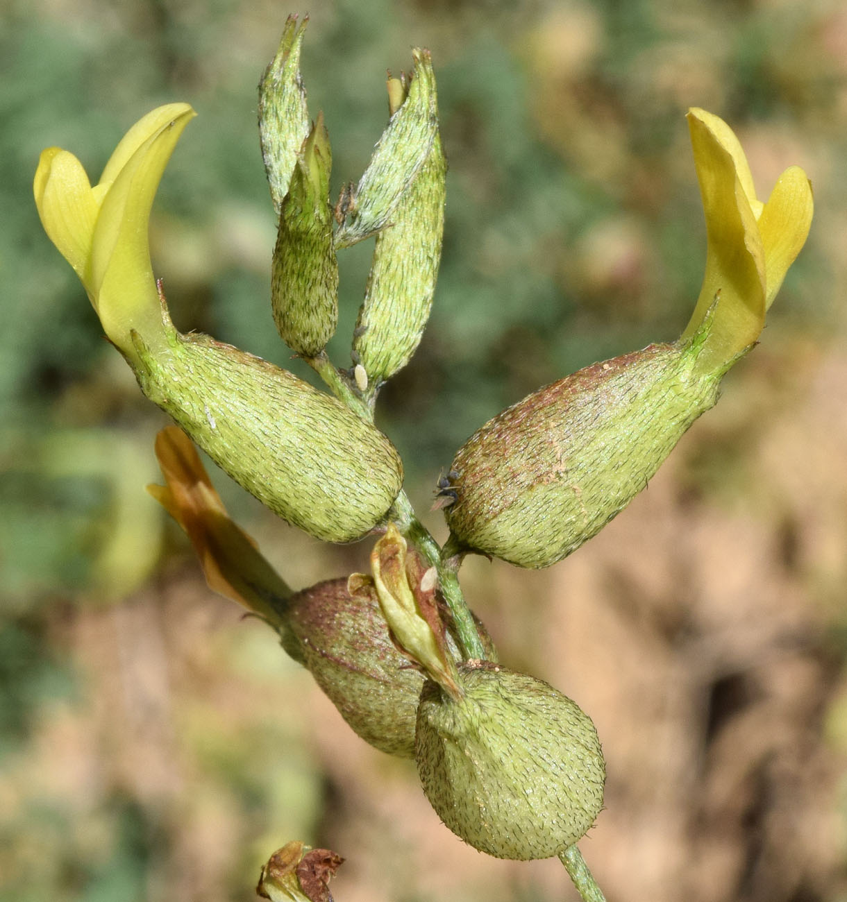 Image of Astragalus xanthomeloides specimen.