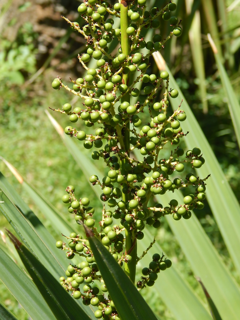 Image of Sabal minor specimen.