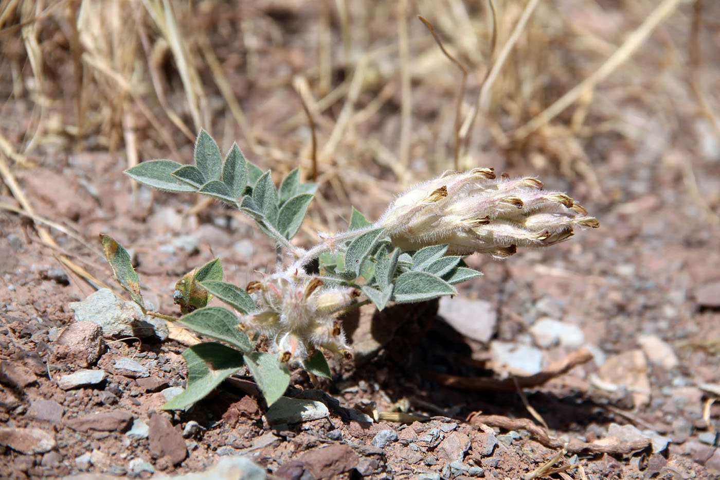 Изображение особи Astragalus stenocystis.