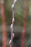 род Salix
