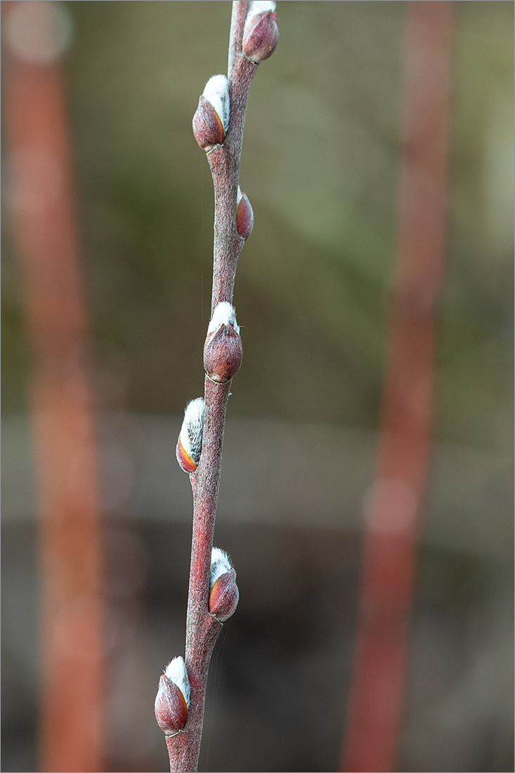 Image of genus Salix specimen.