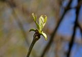 род Fraxinus