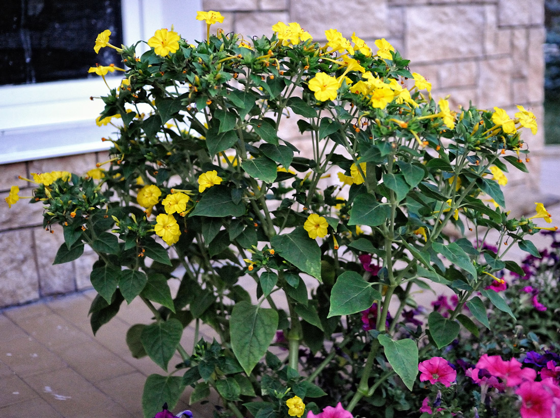 Image of Mirabilis jalapa specimen.