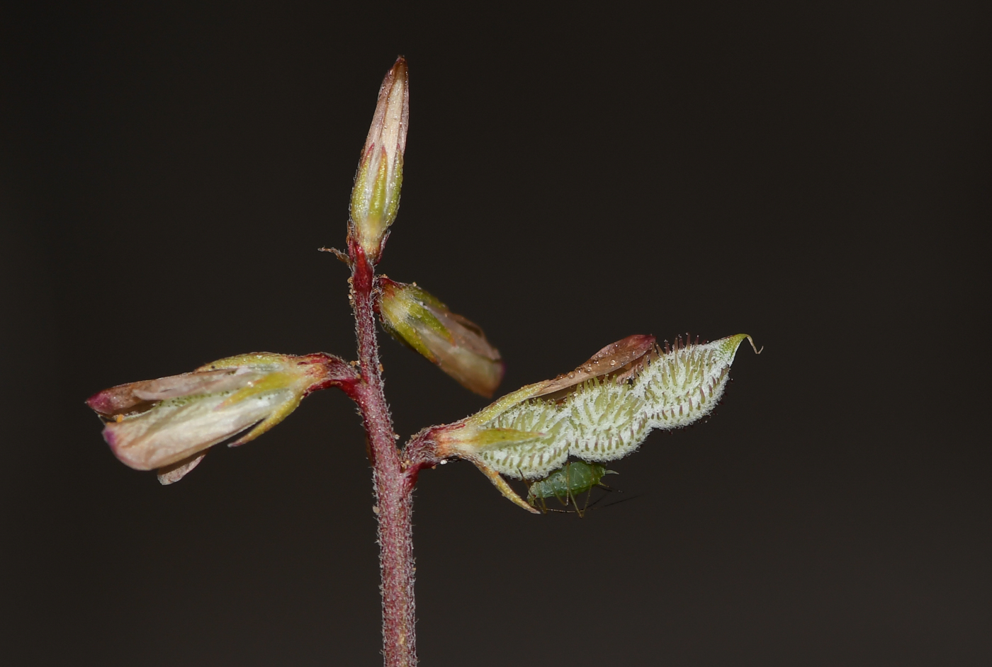 Image of Hedysarum spinosissimum specimen.