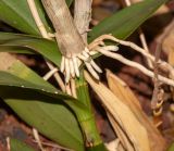 род Epidendrum