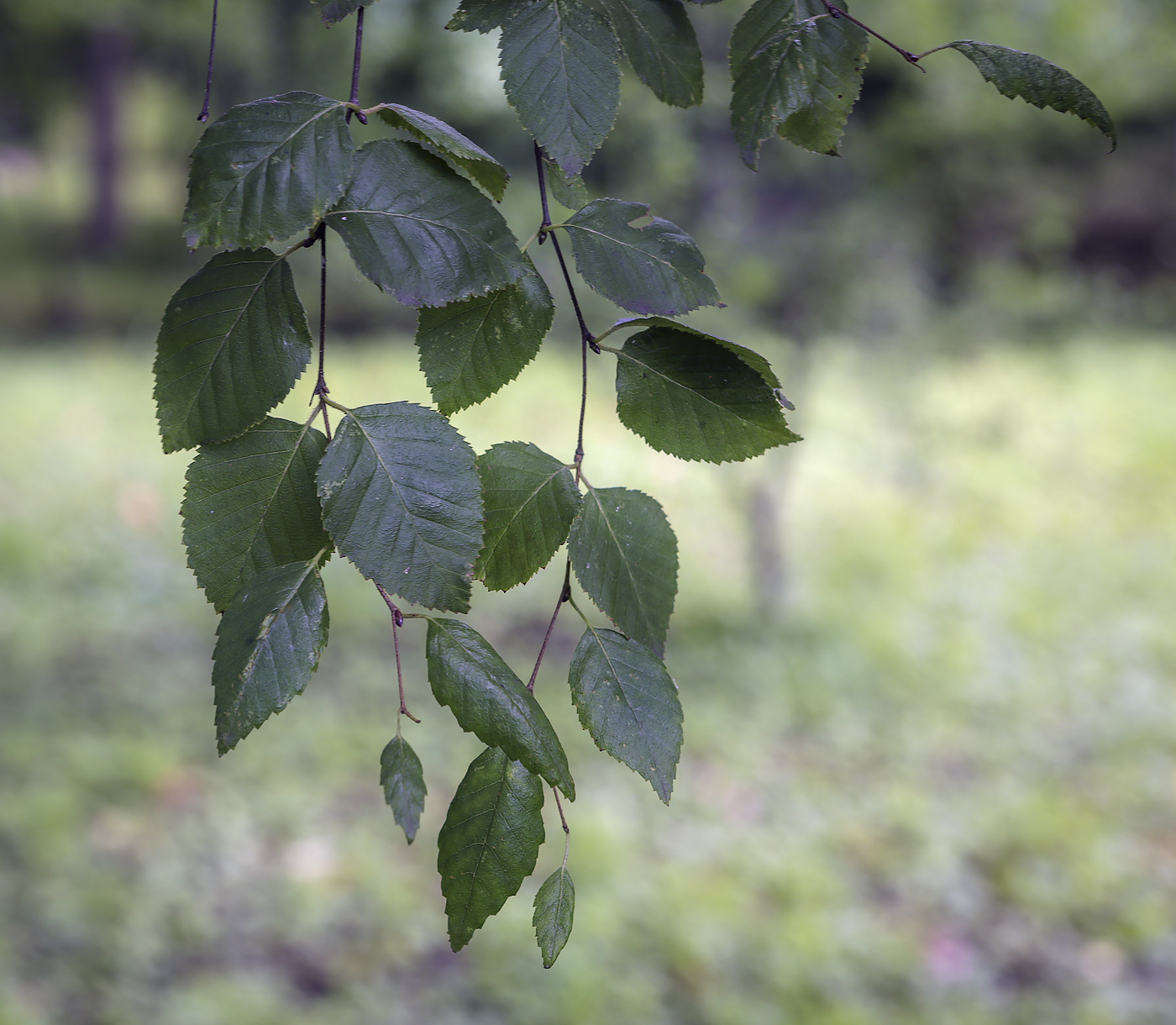 Image of genus Betula specimen.