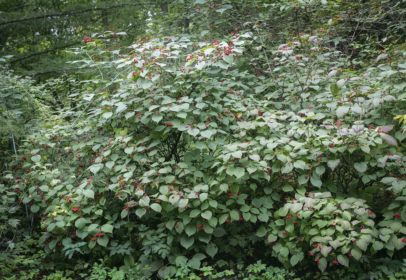 Image of genus Viburnum specimen.