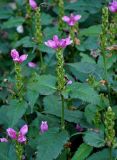 Chelone obliqua. Верхушки побегов с соцветиями и незрелыми плодами. Московская обл., г. Железнодорожный, в культуре. 10.10.2020.